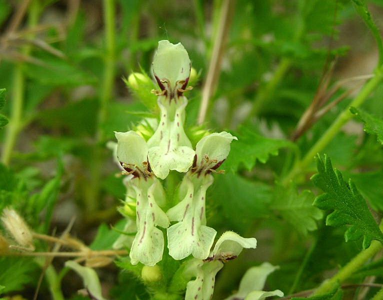 Stachys recta / Stregona gialla